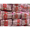 Pure white garlic 5P*16/5P*12 mesh bag China Jinxiang fresh garlic